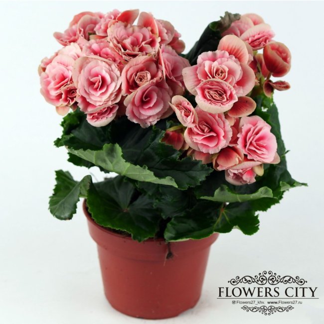 Купить «Бегония розовая» в Хабаровске - «Город цветов»
 Бегония Розовая