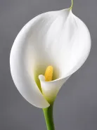 Калла Aethiopica (Зантедеския Эфиопская)