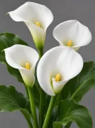 Калла Aethiopica (Зантедеския Эфиопская)