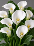 Калла Aethiopica (Зантедеския Эфиопская)