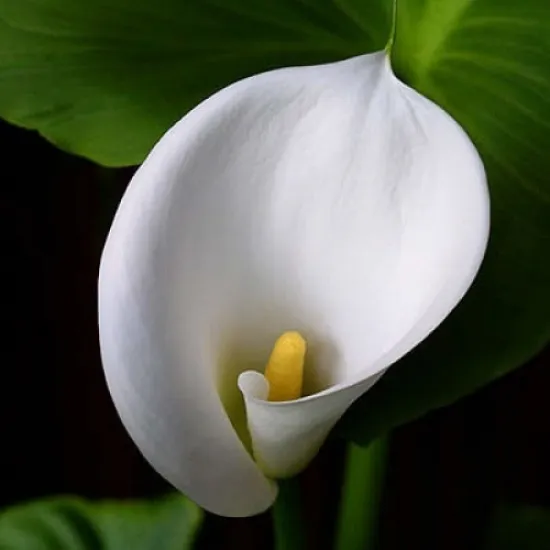 Калла от интернет-магазина цветов в 