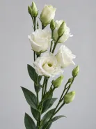 Эустома Rosita Pure White (Розита Пьюр Уайт)
