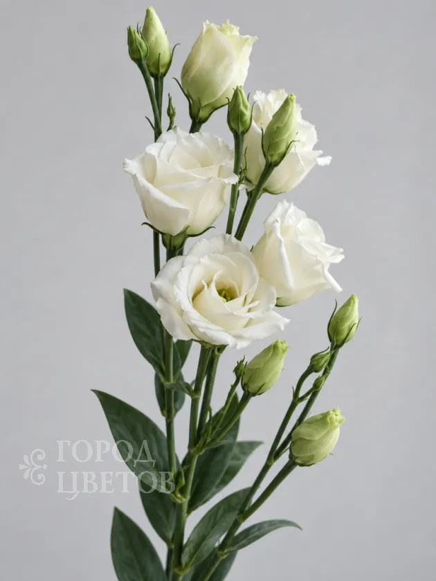 Эустома Rosita Pure White (Розита Пьюр Уайт)