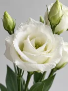 Эустома Rosita Pure White (Розита Пьюр Уайт)