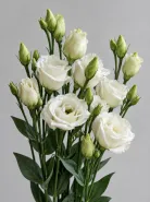 Эустома Rosita Pure White (Розита Пьюр Уайт)