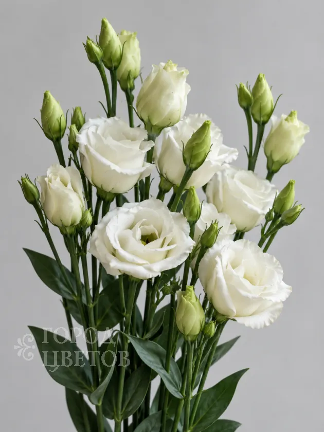 Эустома Rosita Pure White (Розита Пьюр Уайт)