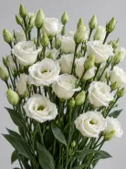 Эустома Rosita Pure White (Розита Пьюр Уайт)