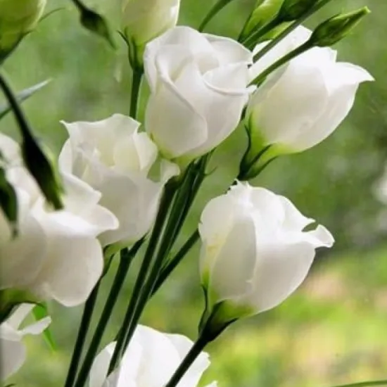 Эустома белая от интернет-магазина цветов в 