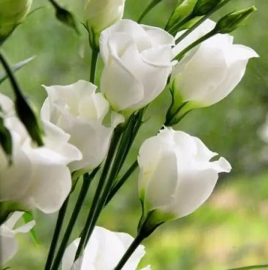 Эустома белая от интернет-магазина цветов в 