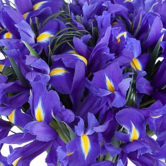 Ирисы синие от интернет-магазина цветов в 