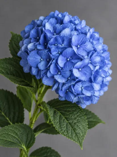 Гортензия Pimpernel Blue (Пимпернел Блю)