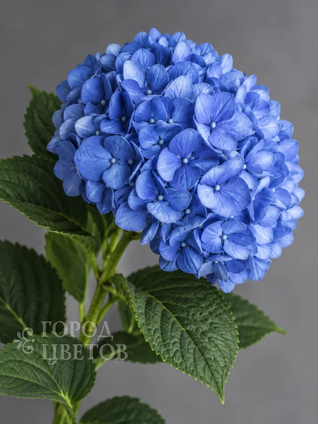 Гортензия Pimpernel Blue (Пимпернел Блю)