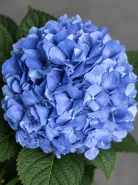 Гортензия Pimpernel Blue (Пимпернел Блю)