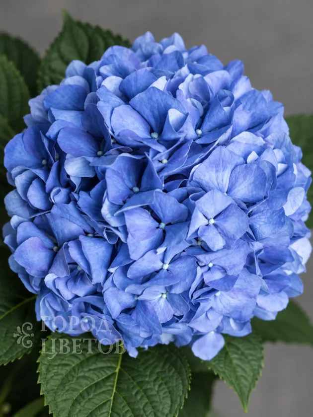 Гортензия Pimpernel Blue (Пимпернел Блю)