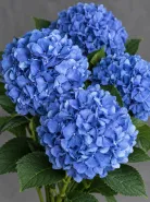 Гортензия Pimpernel Blue (Пимпернел Блю)