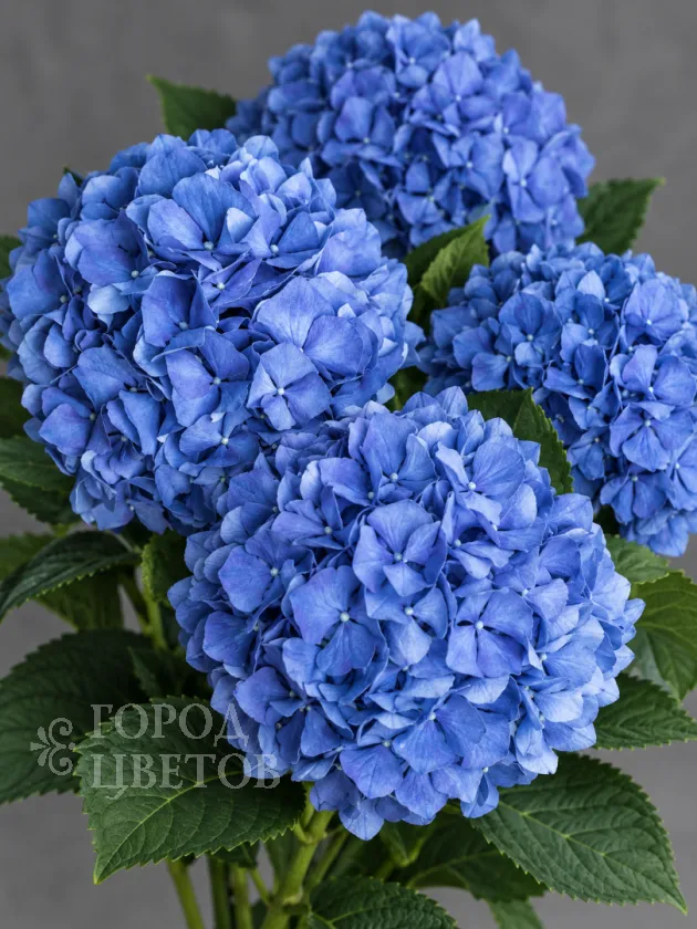 Гортензия Pimpernel Blue (Пимпернел Блю)