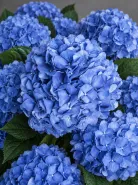 Гортензия Pimpernel Blue (Пимпернел Блю)