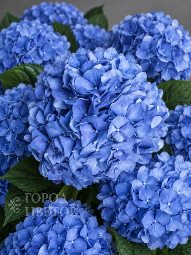 Гортензия Pimpernel Blue (Пимпернел Блю)