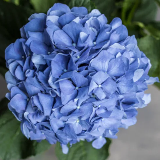 Гортензия Pimpernel от интернет-магазина цветов в 