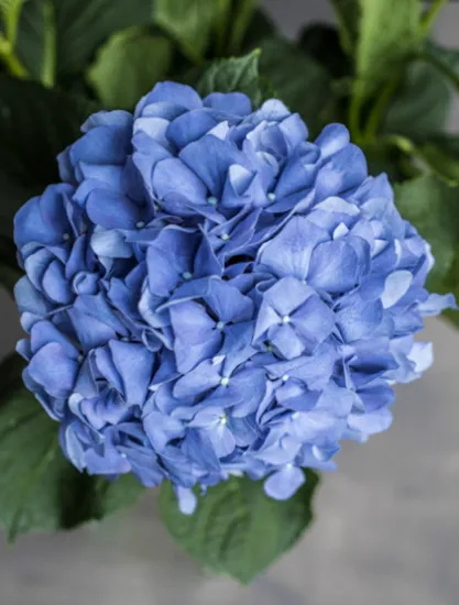 Гортензия Pimpernel от интернет-магазина цветов в 