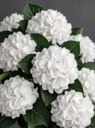 Гортензия Schneeball (Шнееболл)