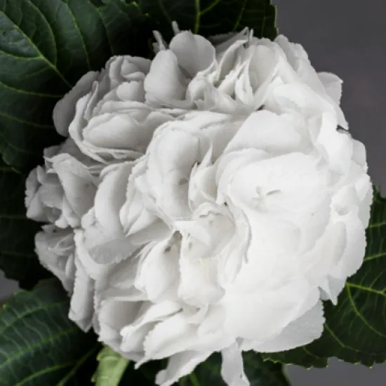 Гортензия Schneeball от интернет-магазина цветов в 