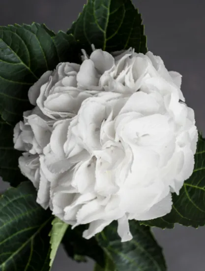 Гортензия Schneeball от интернет-магазина цветов в 