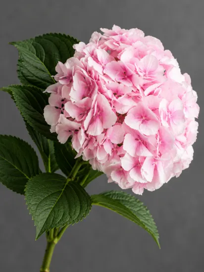 Гортензия Verena Pink (Верена Пинк)