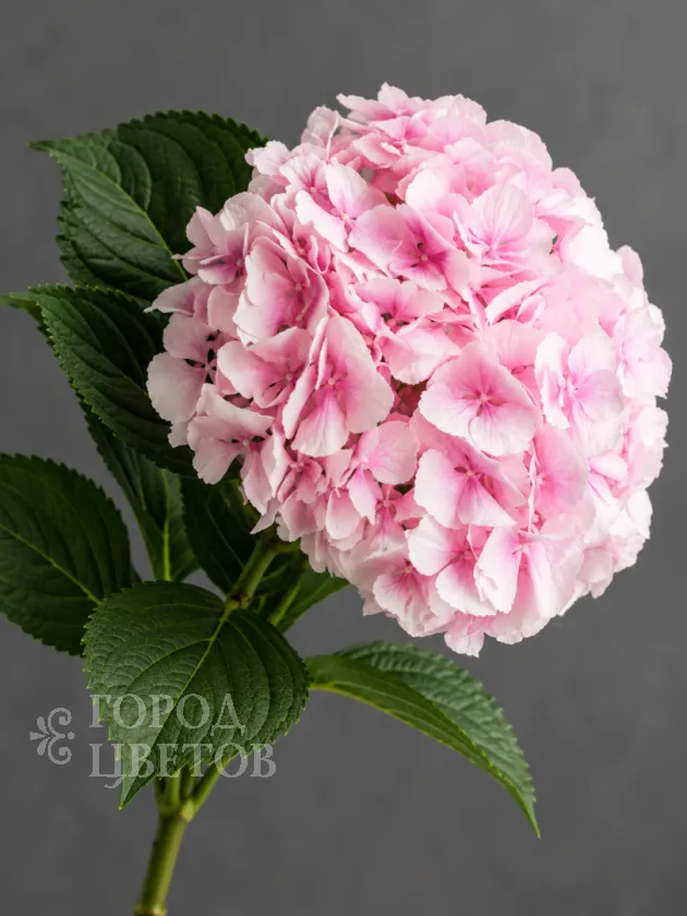 Гортензия Verena Pink (Верена Пинк)