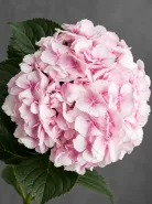 Гортензия Verena Pink (Верена Пинк)
