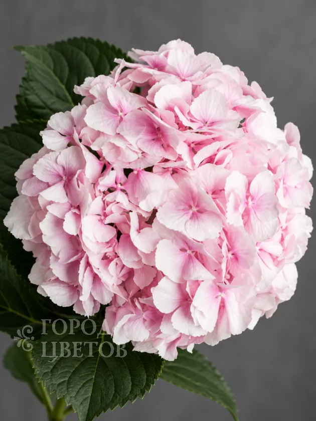 Гортензия Verena Pink (Верена Пинк)