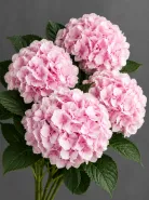 Гортензия Verena Pink (Верена Пинк)