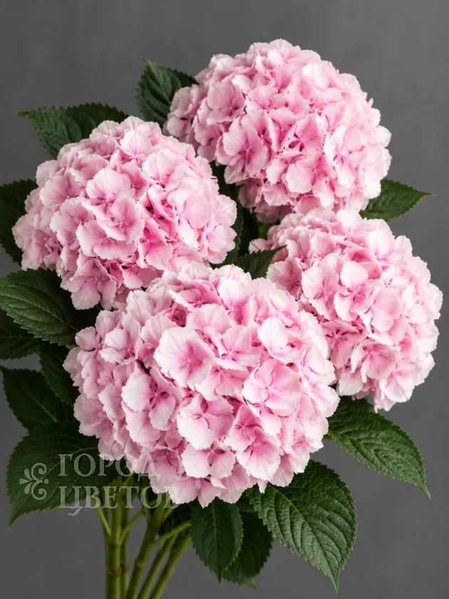 Гортензия Verena Pink (Верена Пинк)