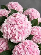 Гортензия Verena Pink (Верена Пинк)