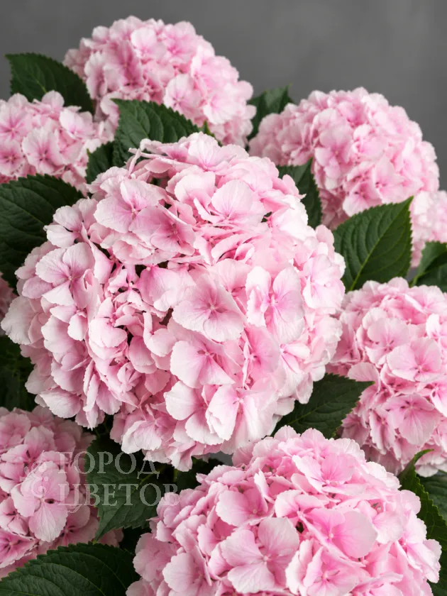Гортензия Verena Pink (Верена Пинк)