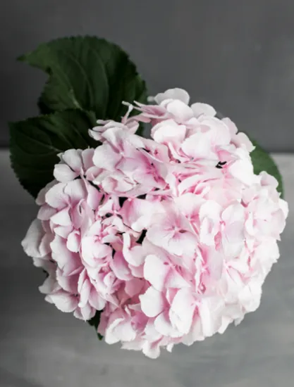 Гортензия Verena от интернет-магазина цветов в 