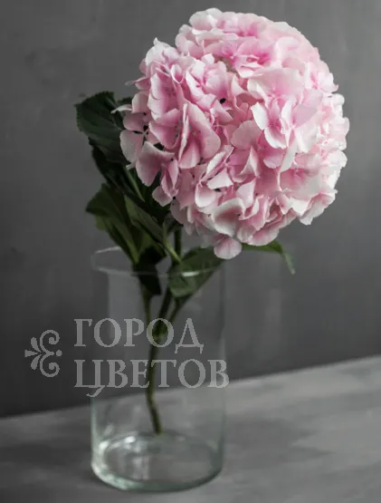 Гортензия Verena