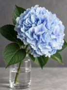 Гортензия Verena Blue (Верена Блю)