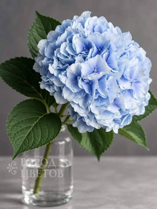 Гортензия Verena Blue (Верена Блю)