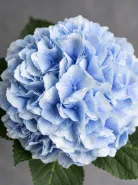Гортензия Verena Blue (Верена Блю)