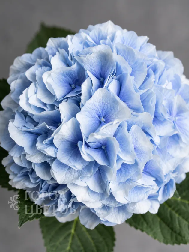Гортензия Verena Blue (Верена Блю)