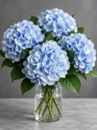 Гортензия Verena Blue (Верена Блю)