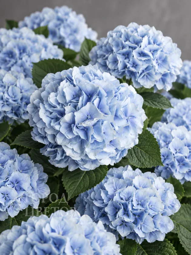 Гортензия Verena Blue (Верена Блю)