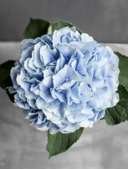 Гортензия Verena Blue от интернет-магазина цветов в 