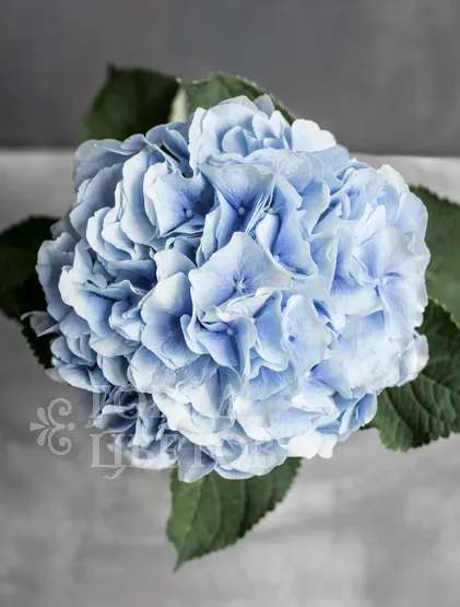 Гортензия Verena Blue