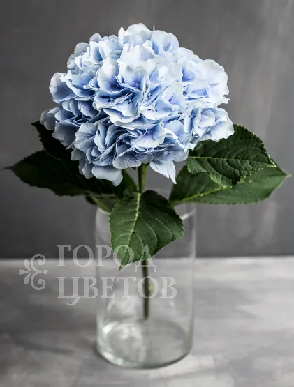 Гортензия Verena Blue