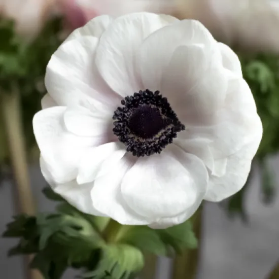 Анемон Extra White от интернет-магазина цветов в 