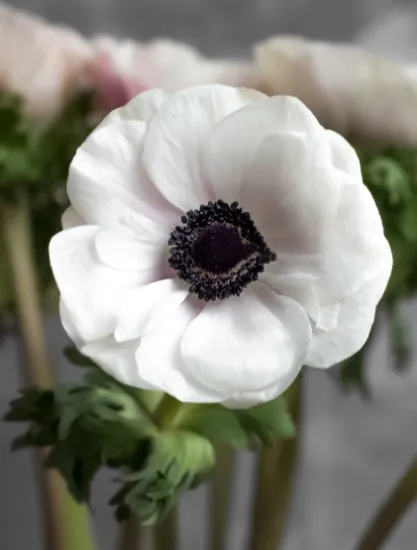 Анемон Extra White от интернет-магазина цветов в 