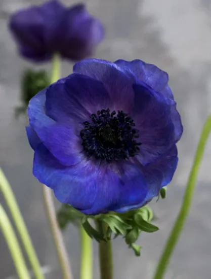 Анемон Galil Blue от интернет-магазина цветов в 