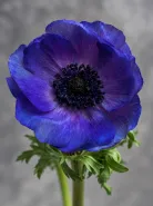 Анемон Galil Blue (Галил Блю)